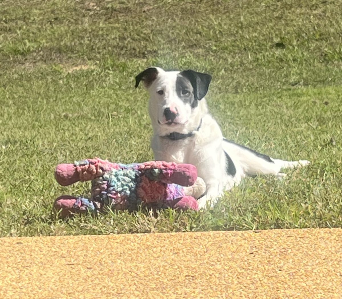 Oak a foster dog from the Tupelo Lee Humane Society plays with his toy in the yard.