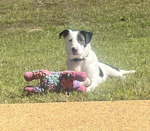 Oak a foster dog from the Tupelo Lee Humane Society plays with his toy in the yard.